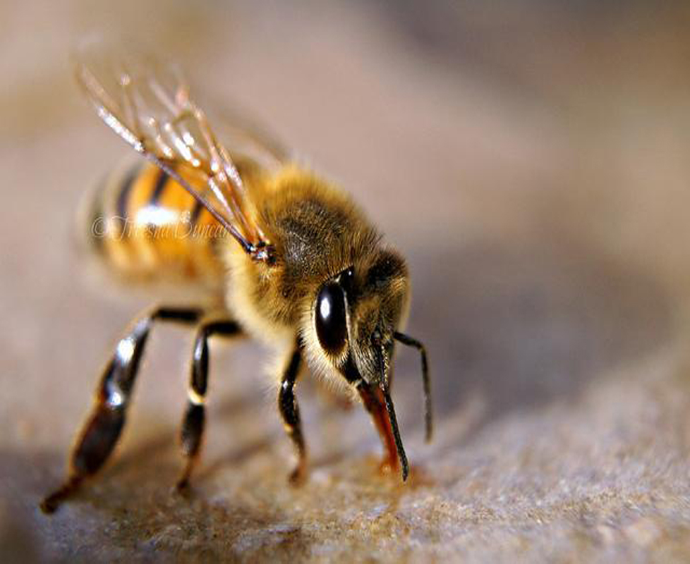 Bee Pest Control 